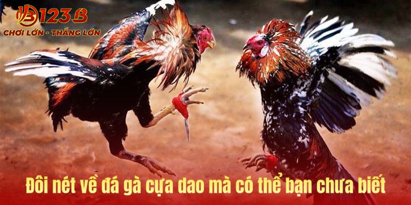 Đôi nét sơ lược về đá gà cựa dao