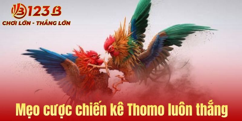 Mẹo đặt cược cho các chiến kê để luôn thắng