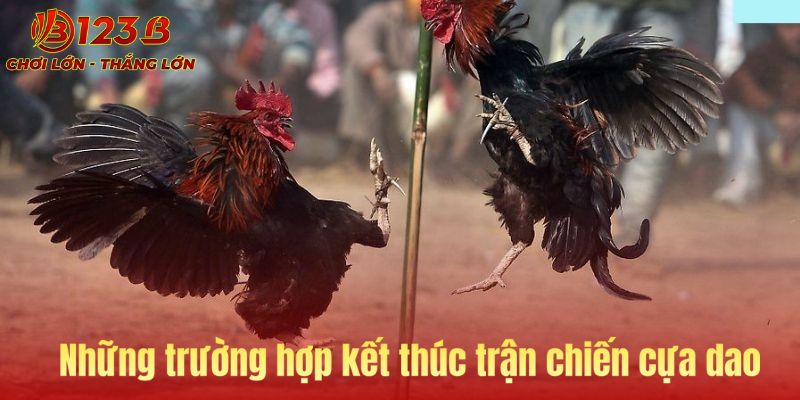 Trường hợp kết thúc trận chiến cựa dao